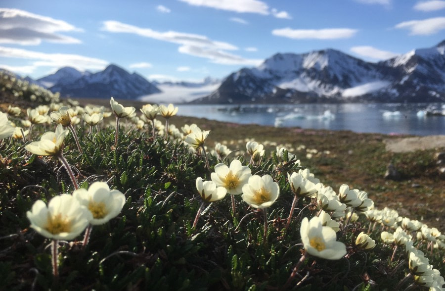 St Jonsfjord and Alkhornet