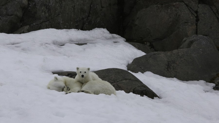 Hindlopen Strait, Alkefjellet and Polar bears