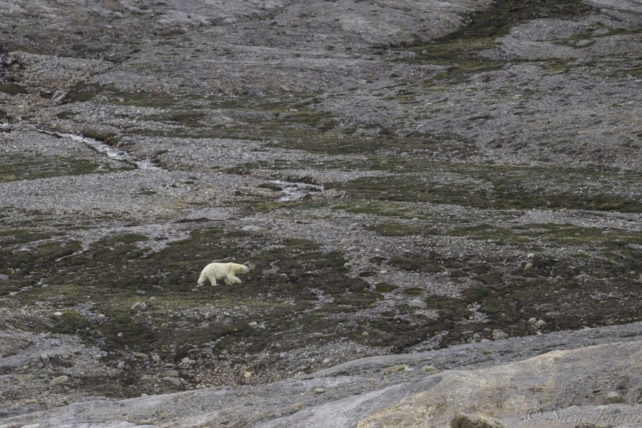 HDS06-19, DAY 05, Bear 2 2 - Oceanwide Expeditions.jpg