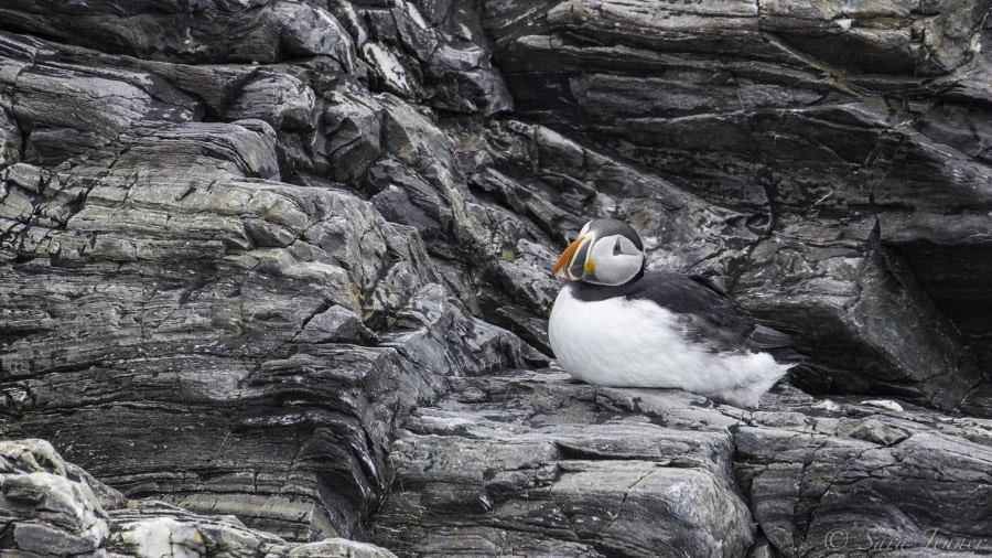 Puffin, Svalbard © Sara Jenner - Oceanwide Expeditions