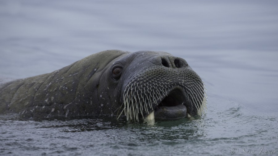 HDS08-19 DAY 06_Walrus -Oceanwide Expeditions.jpg