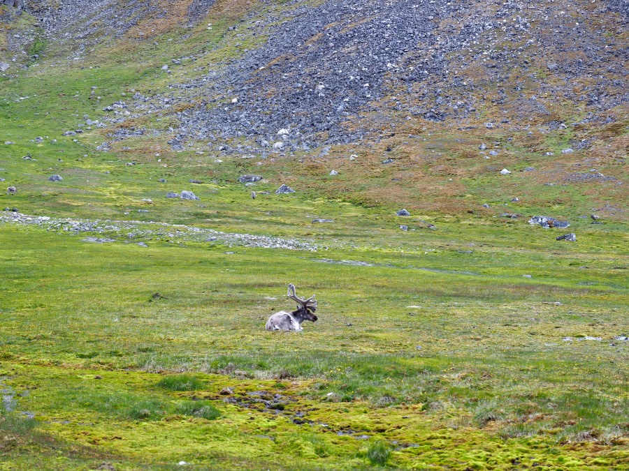 HDS08-19 DAY 05_Cornejo-Reindeer on tundra at Camp Millar -Oceanwide Expeditions.jpg