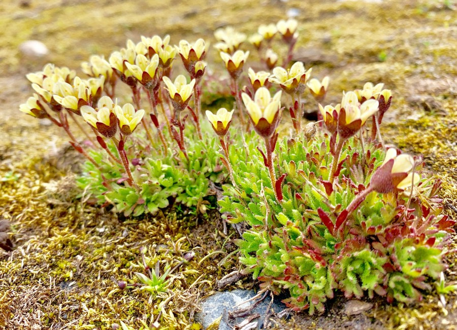 HDS09-19 DAY 03 MScott - Tufted saxifrage - Oceanwide Expeditions.jpg