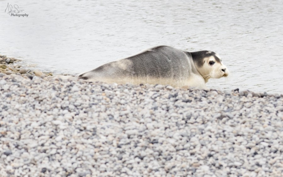 HDS08-19 DAY 05_20190718_MScott_Bearded seal pup -Oceanwide Expeditions.jpg