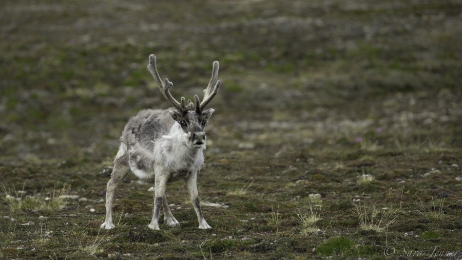 HDS08-19 DAY 06_Reindeer -Oceanwide Expeditions.jpg