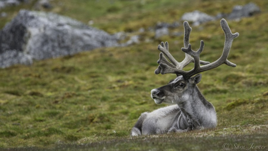 HDS08-19 DAY 05_Reindeer 1 -Oceanwide Expeditions.jpg