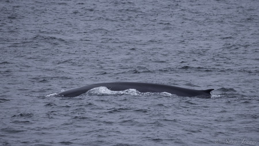 HDS08-19 DAY 04_Whale -Oceanwide Expeditions.jpg