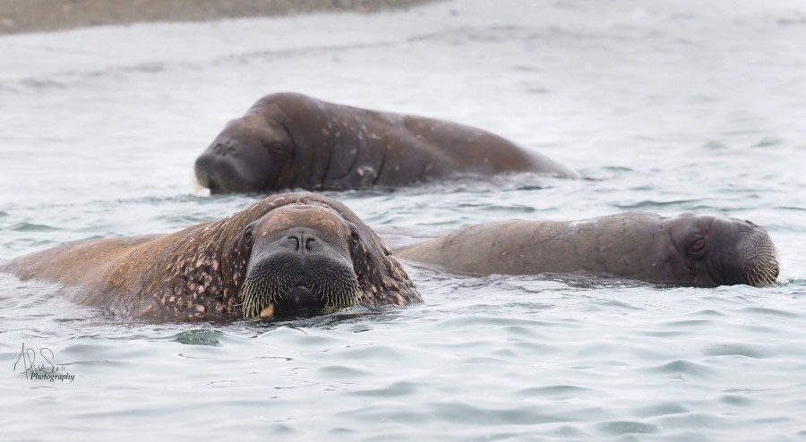 HDS08-19 DAY 09_Poolepynten walrus -Oceanwide Expeditions.jpg