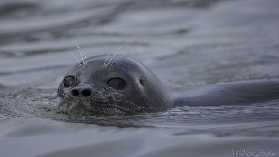 HDS08-19 DAY 08_Seal 1 -Oceanwide Expeditions.jpg