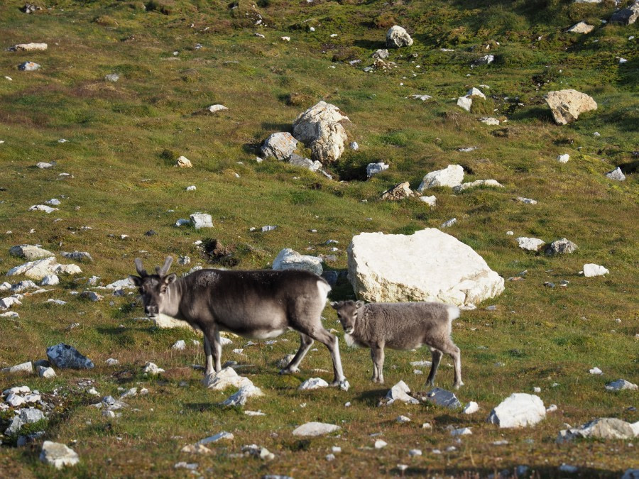 Svalbard Reindeer, Alkhornet © Mariela Cornejo - Oceanwide Expeditions.jpg