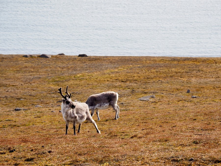 HDS08-19 DAY 06_Cornejo-Sundneset Reindeer -Oceanwide Expeditions.jpg