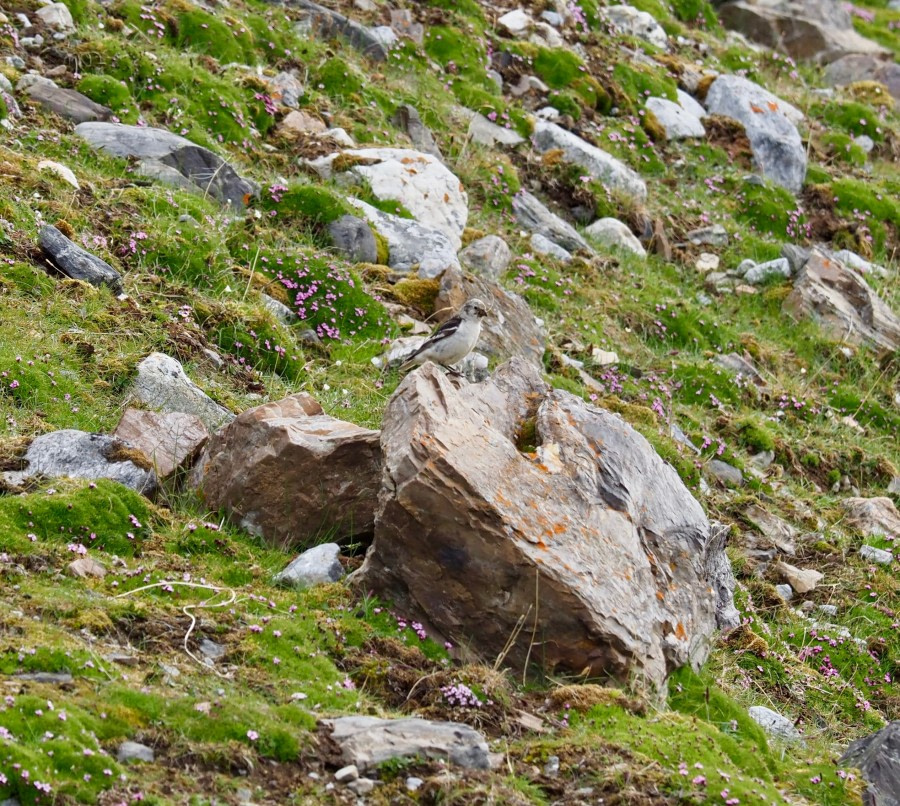 HDS08-19 DAY 04_Cornejo-Snow bunting at Fjortende Julibukta -Oceanwide Expeditions.jpg