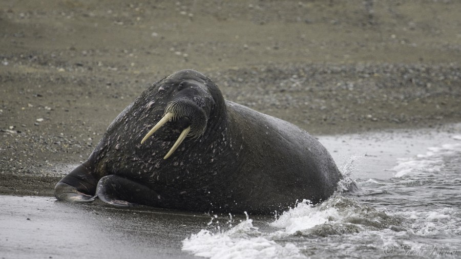 HDS08-19 DAY 09_Walrus 4 -Oceanwide Expeditions.jpg