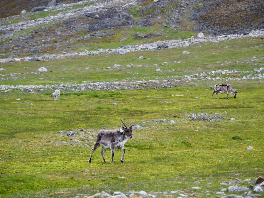 HDS08-19 DAY 05_Cornejo-Reindeer family at Camp Millar -Oceanwide Expeditions.jpg