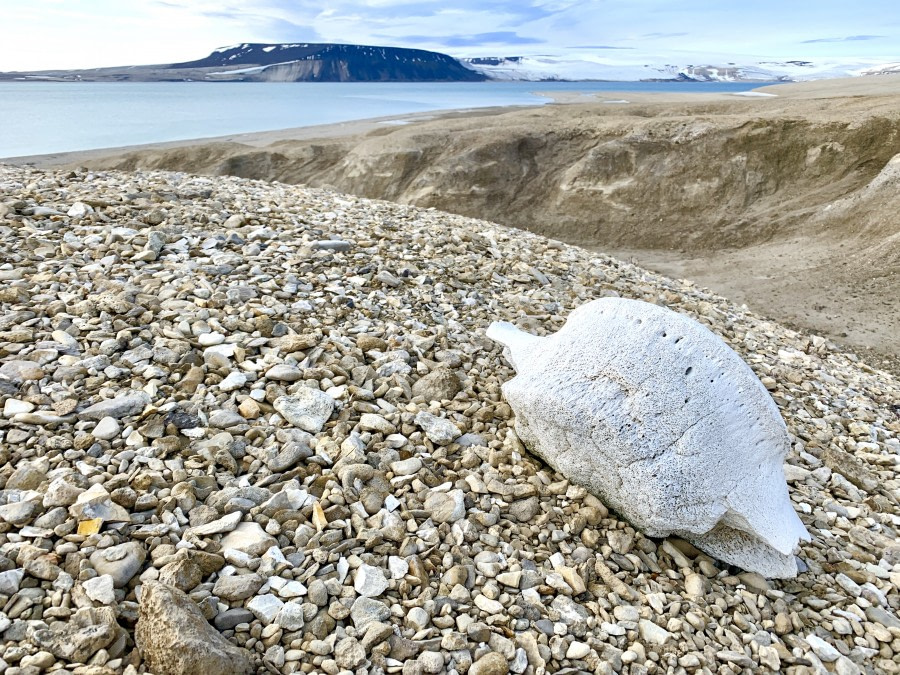 HDS09-19 DAY 06 M Scott - Palanderbukta whale bone - Oceanwide Expeditions.jpg