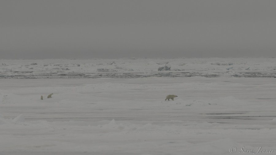 HDS08-19 DAY 07_Mum and cubs -Oceanwide Expeditions.jpg