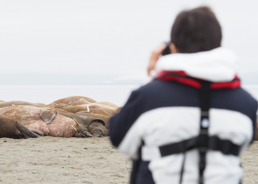 HDS09-19 DAY 09 MScott - Watching walrus sleep - Oceanwide Expeditions.jpg