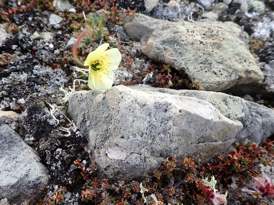 HDS09-19 DAY 06 Palanderbukta Arctic Poppy-shelli - Oceanwide Expeditions.JPG