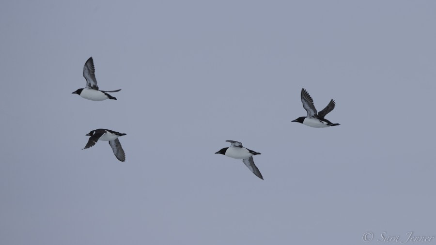 HDS08-19 DAY 07_Birds 5 -Oceanwide Expeditions.jpg