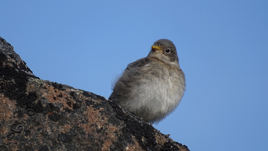 HDS08-19 DAY 06_meikesjoer-snowbunting -Oceanwide Expeditions.jpg