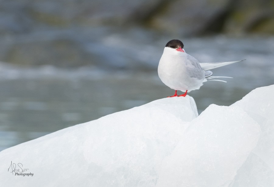 HDS09-19 DAY 03 MScott - Tern on ice - Oceanwide Expeditions.jpg