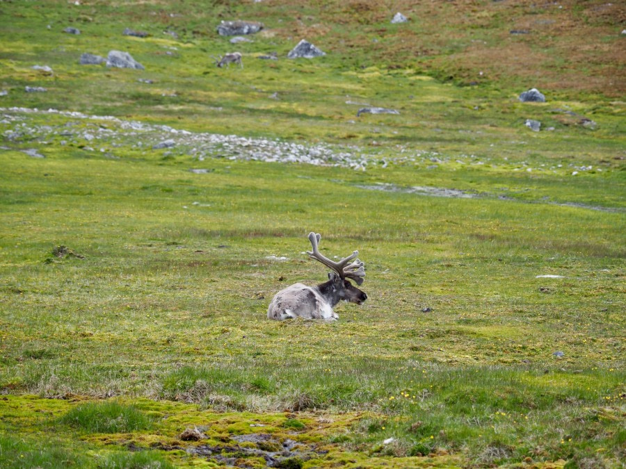 HDS08-19 DAY 05_Cornejo-Reindeer at Camp Millar -Oceanwide Expeditions.jpg