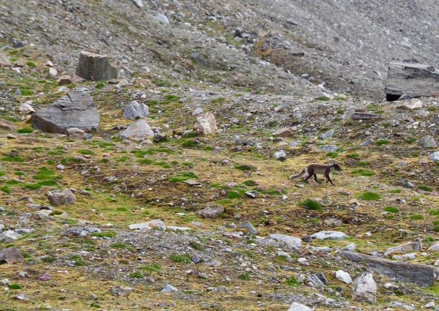 HDS08-19 DAY 04_Cornejo-Fox at Fjortende Julibukta -Oceanwide Expeditions.jpg