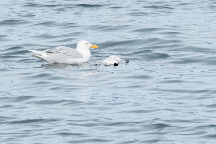 HDS09-19 DAY 02 Glaucous gull dinner - Oceanwide Expeditions.jpg