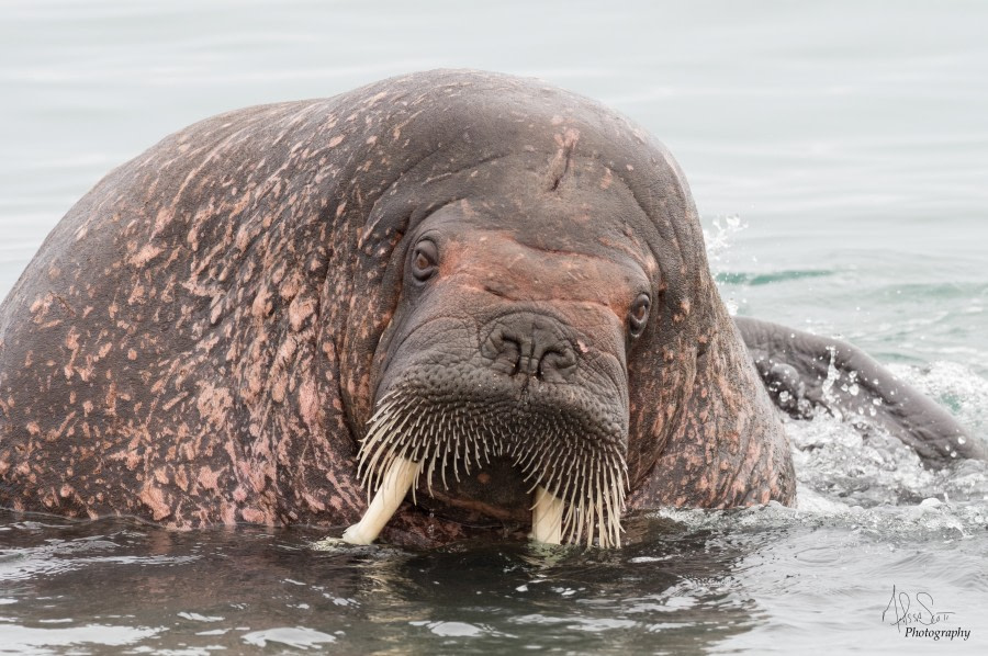 HDS09-19 DAY 09 MScott - Scratching walrus - Oceanwide Expeditions.jpg