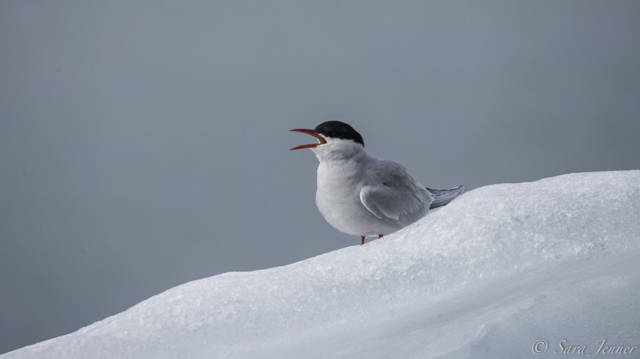 HDS08-19 DAY 04_Tern -Oceanwide Expeditions.jpg