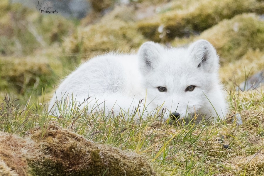 Arctic fox © Melissa Scott - Oceanwide Expeditions.jpg