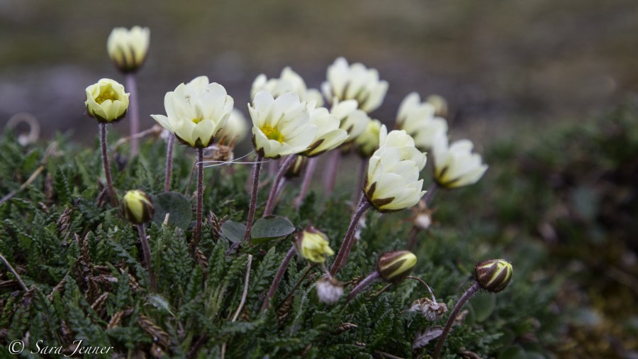 HDS08-19 DAY 03_Flowers -Oceanwide Expeditions.jpg