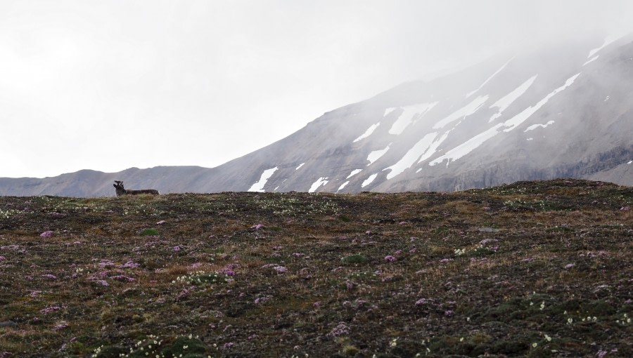 HDS08-19 DAY 02_Hidden Reindeer - Ny Alesund Mariela Cornejo-Oceanwide Expeditions.jpg