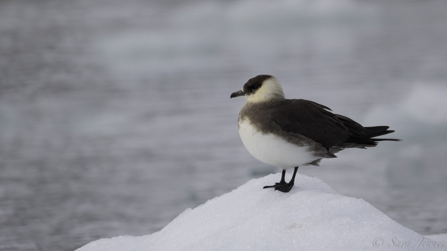 HDS08-19 DAY 03_bird 1 -Oceanwide Expeditions.jpg