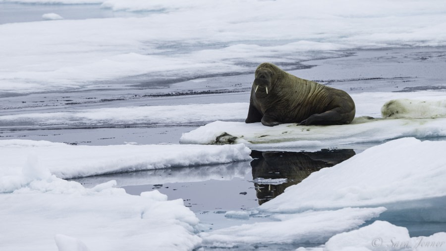 HDS08-19 DAY 07_Walrus -Oceanwide Expeditions.jpg