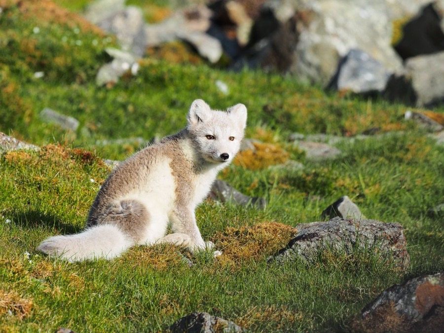 Polarfuchs | Arctic fox