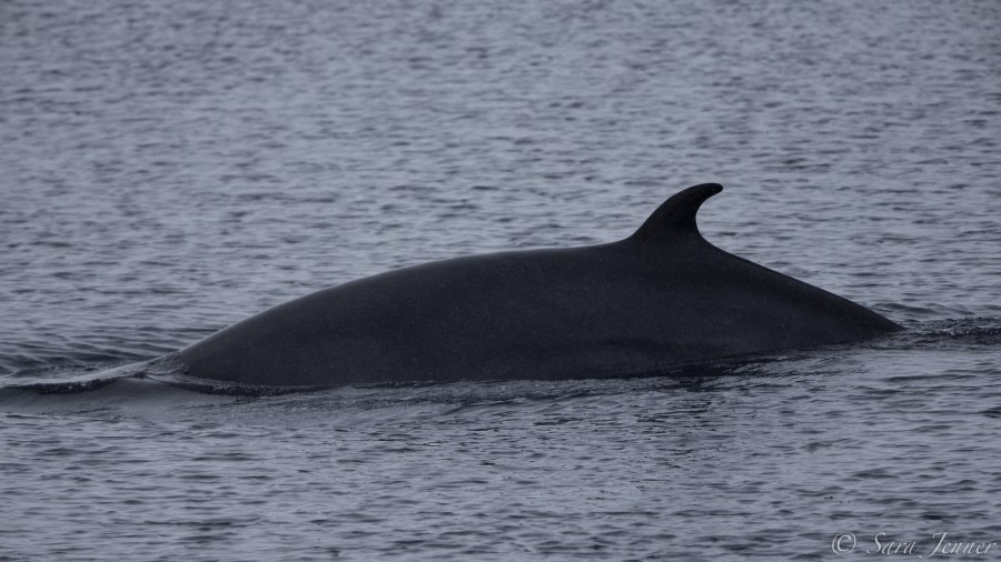 Minke whale © Sara Jenner - Oceanwide Expeditions.jpg