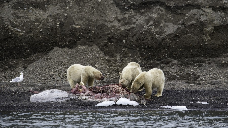 HDS11-19 DAY 08 Polar bear and cubs 1 -Oceanwide Expeditions.jpg