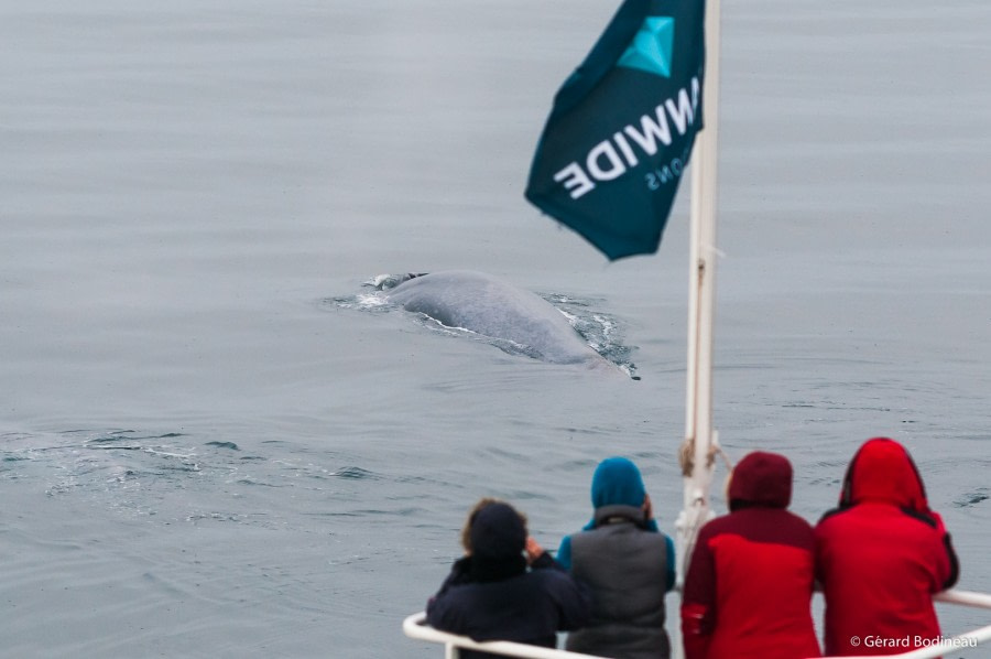 PLA15-19 DAY 05, 2019-08-30_BlueWhale-2_GerardBodineau- Oceanwide Expeditions.jpg