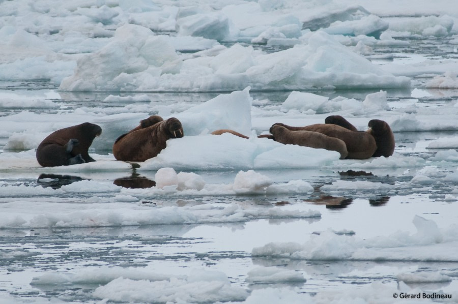 PLA14-19 DAY 06 2019-08-22_WalrusBråsvellbreen_GerardBodineau -Oceanwide Expeditions.jpg