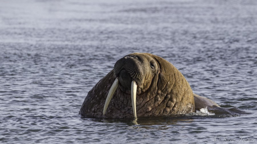 HDS11-19 DAY 11 Walrus 6 -Oceanwide Expeditions.jpg