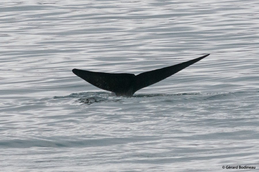 PLA14-19 DAY 02 2019-08-18_BlueWhaleFluke_GerardBodineau -Oceanwide Expeditions.jpg