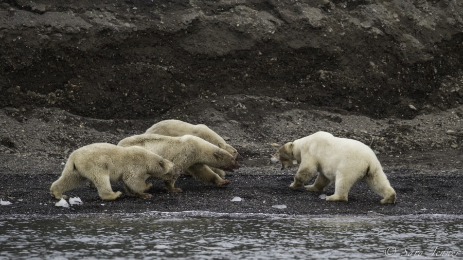 HDS11-19 DAY 08 Polar bears_ -Oceanwide Expeditions.jpg