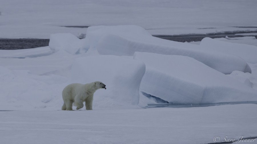 HDS11-19 DAY 04 Polar bear 5 -Oceanwide Expeditions.jpg