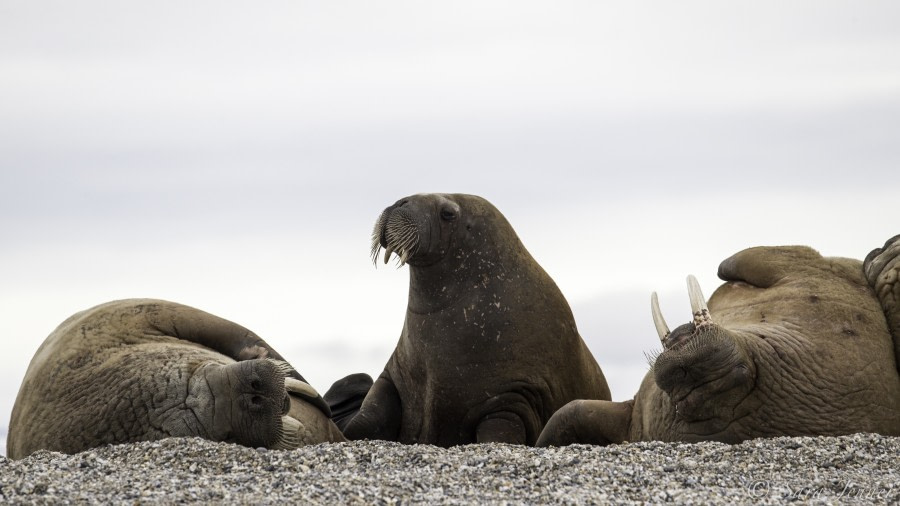 HDS11-19 DAY 07 Walrus 6 -Oceanwide Expeditions.jpg