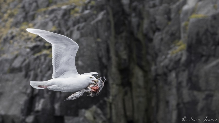 HDS11-19 DAY 07 Gull in flight -Oceanwide Expeditions.jpg