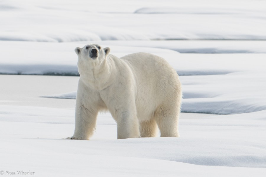 PLA14-19 DAY 04 20.08.2019PolarBear-Ross -Oceanwide Expeditions.jpg