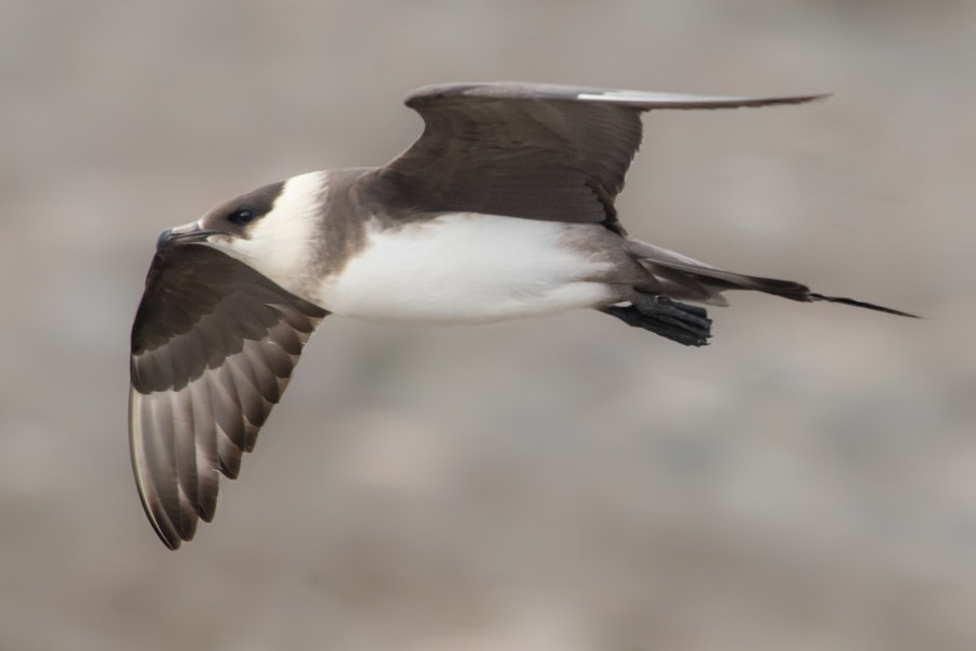 PLA14-19 DAY 03 19.08.2019ArcticSkua-Ross -Oceanwide Expeditions.jpg