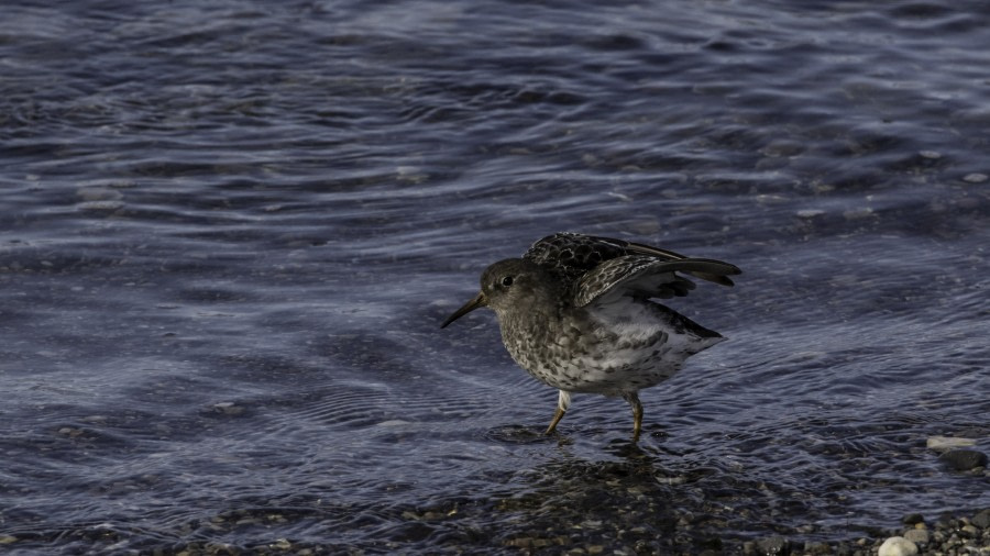 HDS11-19 DAY 10 Sandpiper -Oceanwide Expeditions.jpg