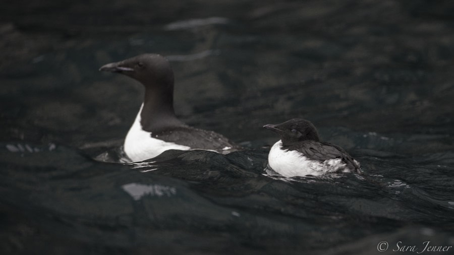 HDS11-19 DAY 07 Dad and chick -Oceanwide Expeditions.jpg